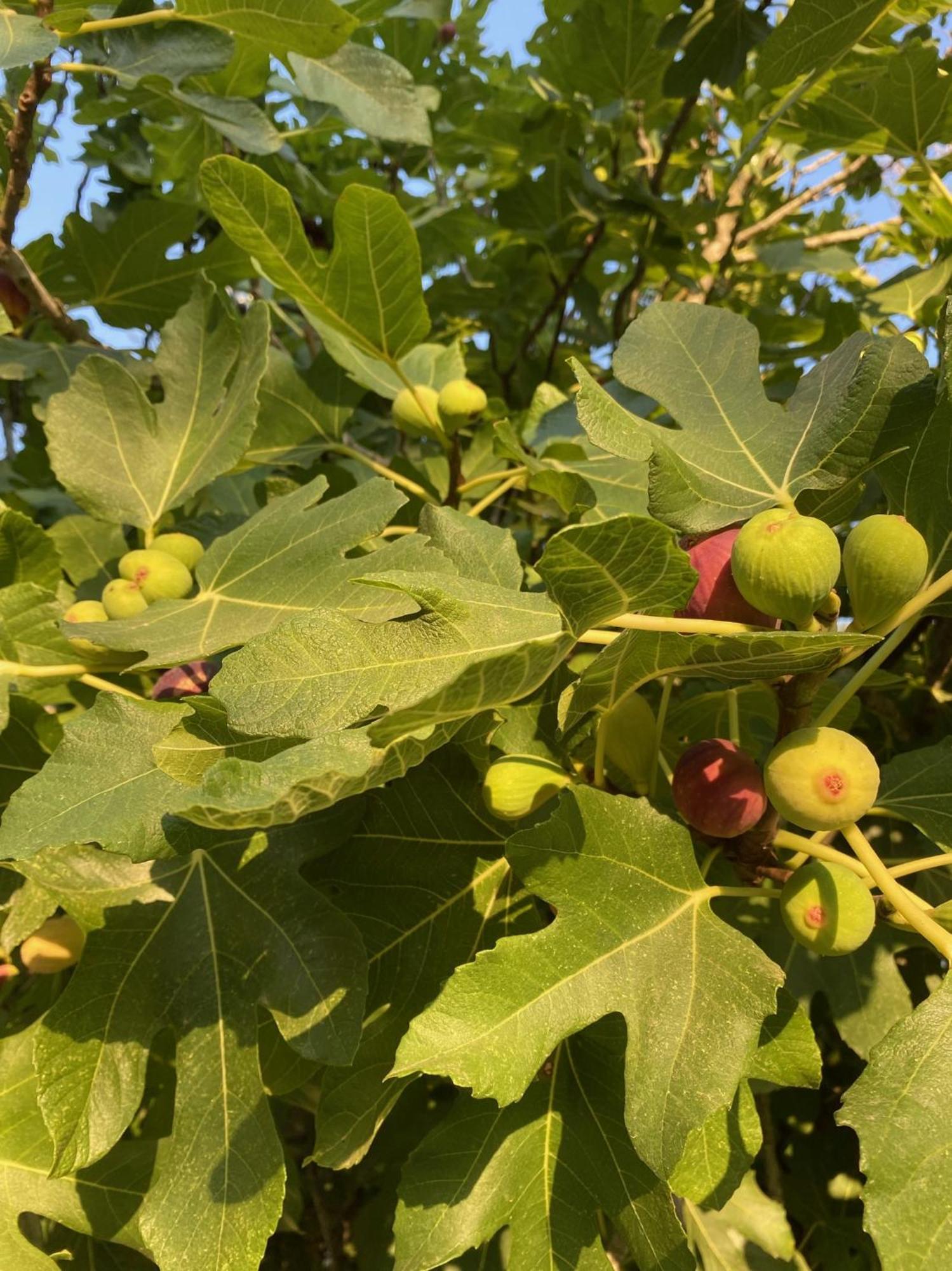 Tenuta Sidore Cursi Exteriör bild